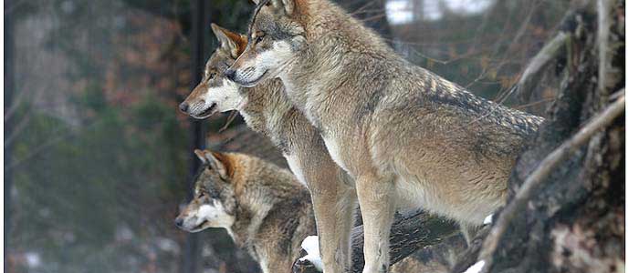 Alpenzoo Innsbruck-Tirol