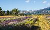 Mohn, Linsen und Lavendel in Umbrien