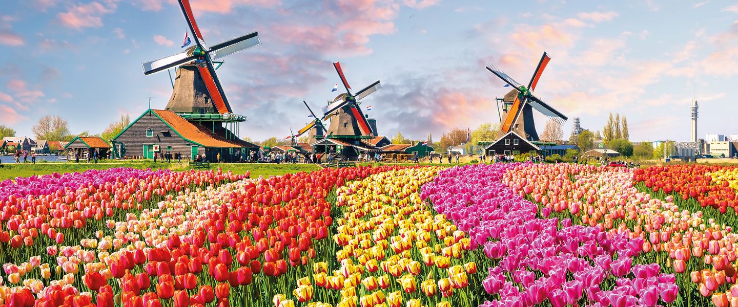 Tulpenblüte in Holland mit Blumenkorso - Niederlande / Südholland