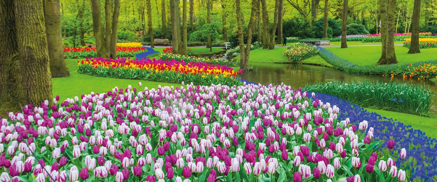 Tulpenblüte in Holland - Niederlande / Südholland
