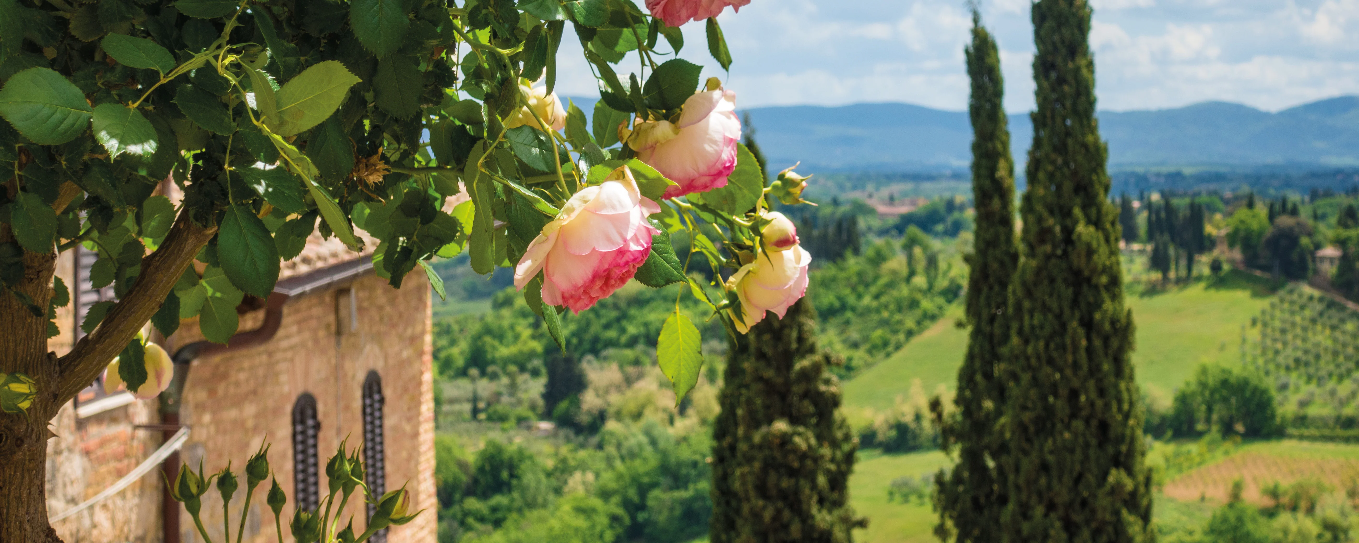Kamelienblüte in der Toskana