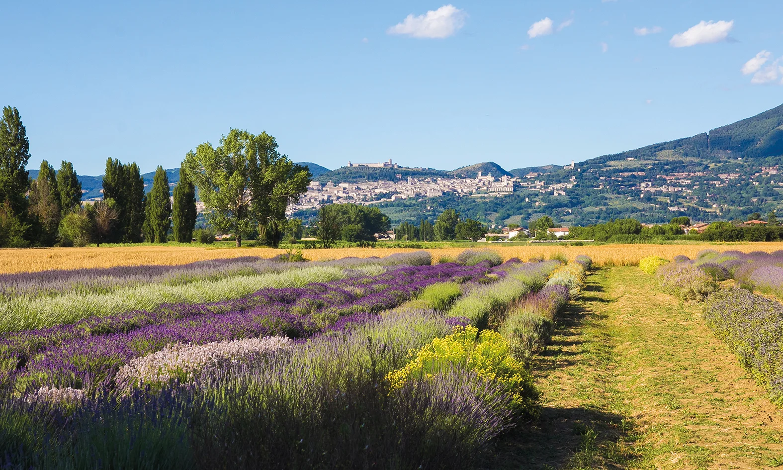 Mohn, Linsen und Lavendel in Umbrien